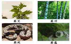 蕲春四宝图片