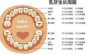 每颗牙齿的名字图片