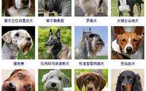 好听的狗名字大全霸气