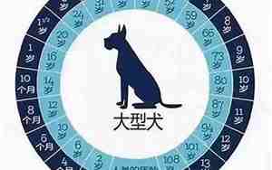 属狗的多少岁了2025