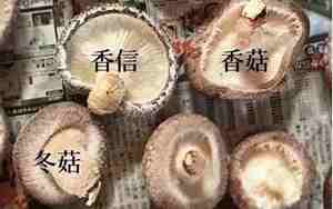 冬菇和香菇的区别图片