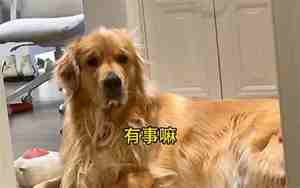 给狗子取名字怎么取