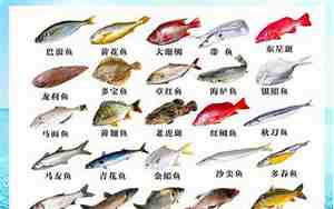 鱼大全品种