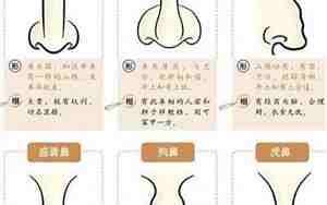 大鼻子面相怎么解释