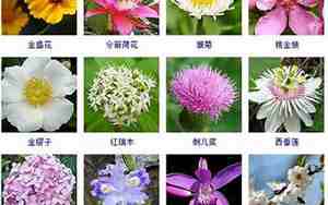 春天常见的花简笔画