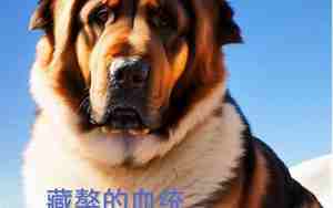 凶猛的藏獒面相特征图片
