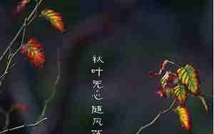 秋叶无心 小说