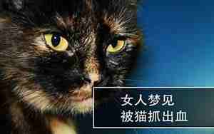 梦见猫抓伤别人的手