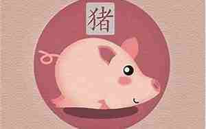 属猪的年龄表2025
