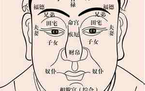 像猴子的人面相特征