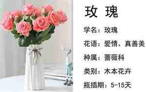 花瓶和花的诗意名字怎么取