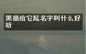 黑猫取名不带黑字高级