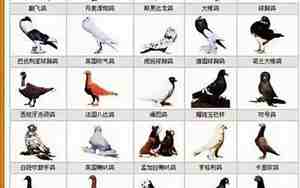 鸽子种类名字图片大全大图