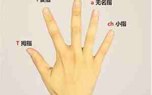 手指头名字介绍