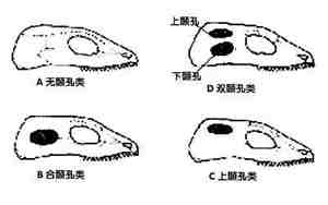 颞颥指的是哪个部位