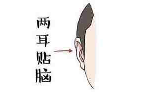 耳垂圆圆的面相