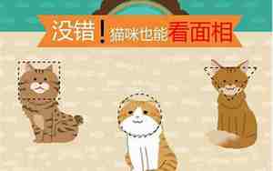 面相非常搞笑的猫咪名字