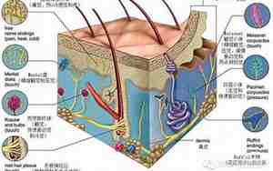 本体感受器是指什么