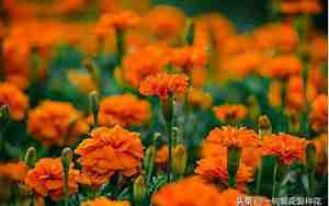 冬天最常见的花