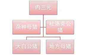 内三元猪是什么意思