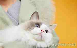 布偶猫都有什么面相的名字