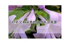 好听又有深意的植物名字