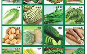蔬菜种类大全图片