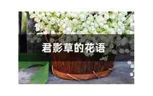 君影草花语忘记我