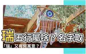 给雪纳瑞取名字